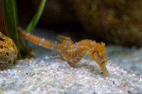 Konicek obecny - Hippocampus hippocampus - Short snouted seahorse o6956